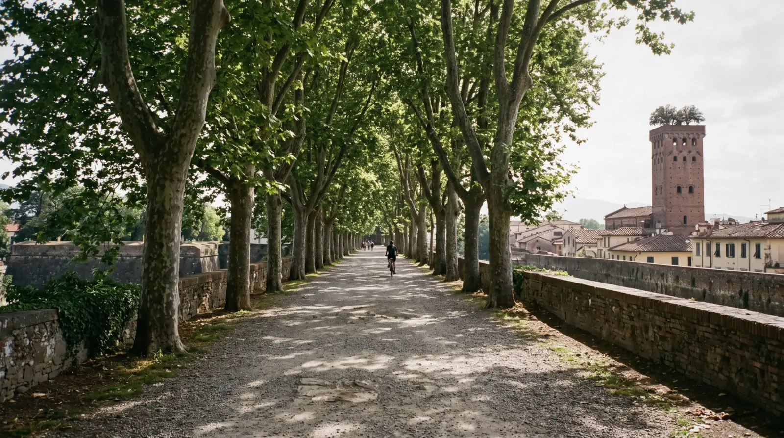 Tree-lined rampart promenade on the walls of Lucca with the Guinigi tower oaks behind, the walk that makes a Lucca day trip from Florence